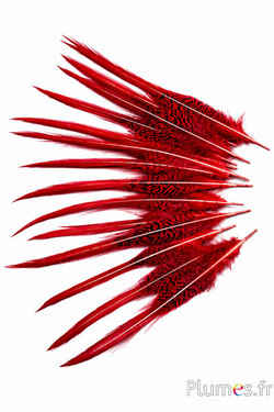 Goudfazant staart - 15-20 cm - rood-karmin